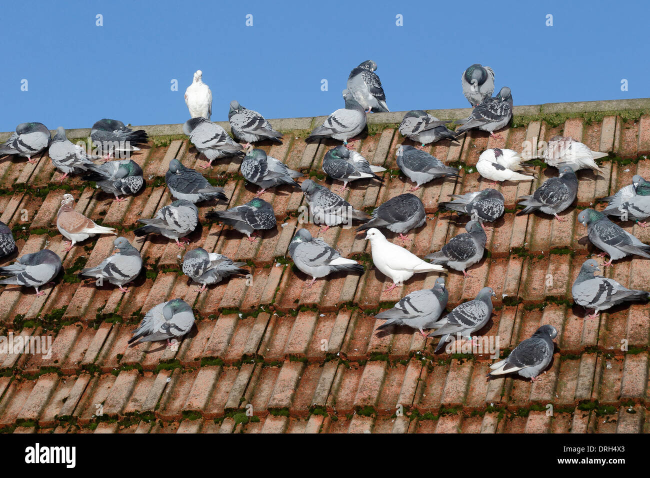 Haustaube, Columba Livia Domestica, Gruppe auf Dach, Wiltshire, Januar 2014 Stockfoto