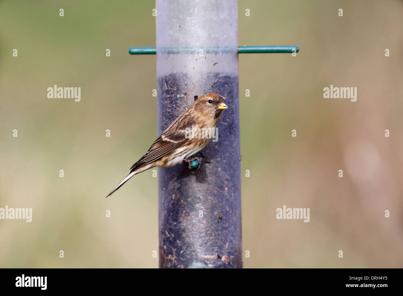 Geringerem Redpoll, Zuchtjahr Kabarett, einziger Vogel auf Feeder, Warwickshire, Januar 2014 Stockfoto