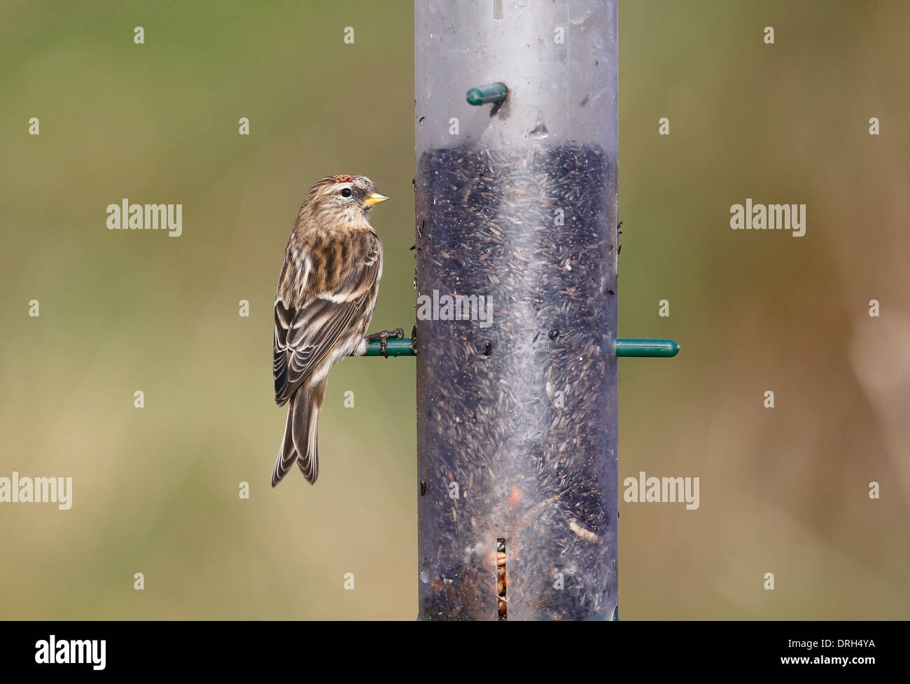 Geringerem Redpoll, Zuchtjahr Kabarett, einziger Vogel auf Feeder, Warwickshire, Januar 2014 Stockfoto