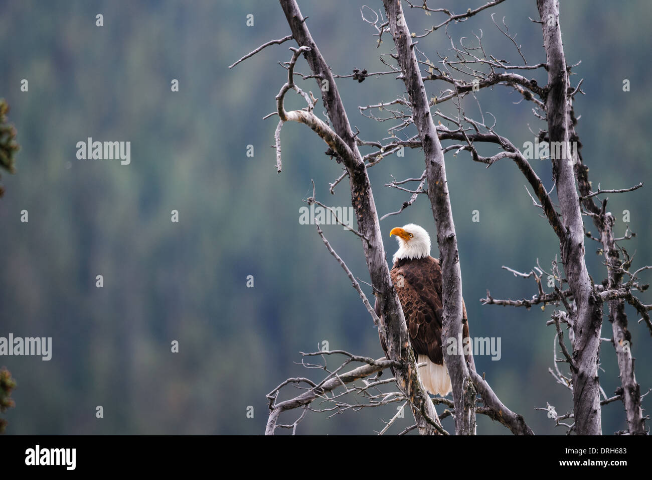 Weißkopf-Seeadler thront in einem toten Baum, Jasper Nationalpark, Alberta Stockfoto