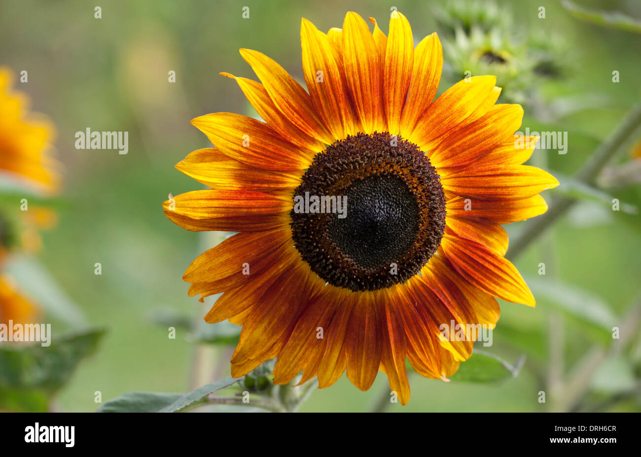Sonnenblumen - Helianthus Annuus Orillia wächst in einem englischen Cottage Garten Stockfoto