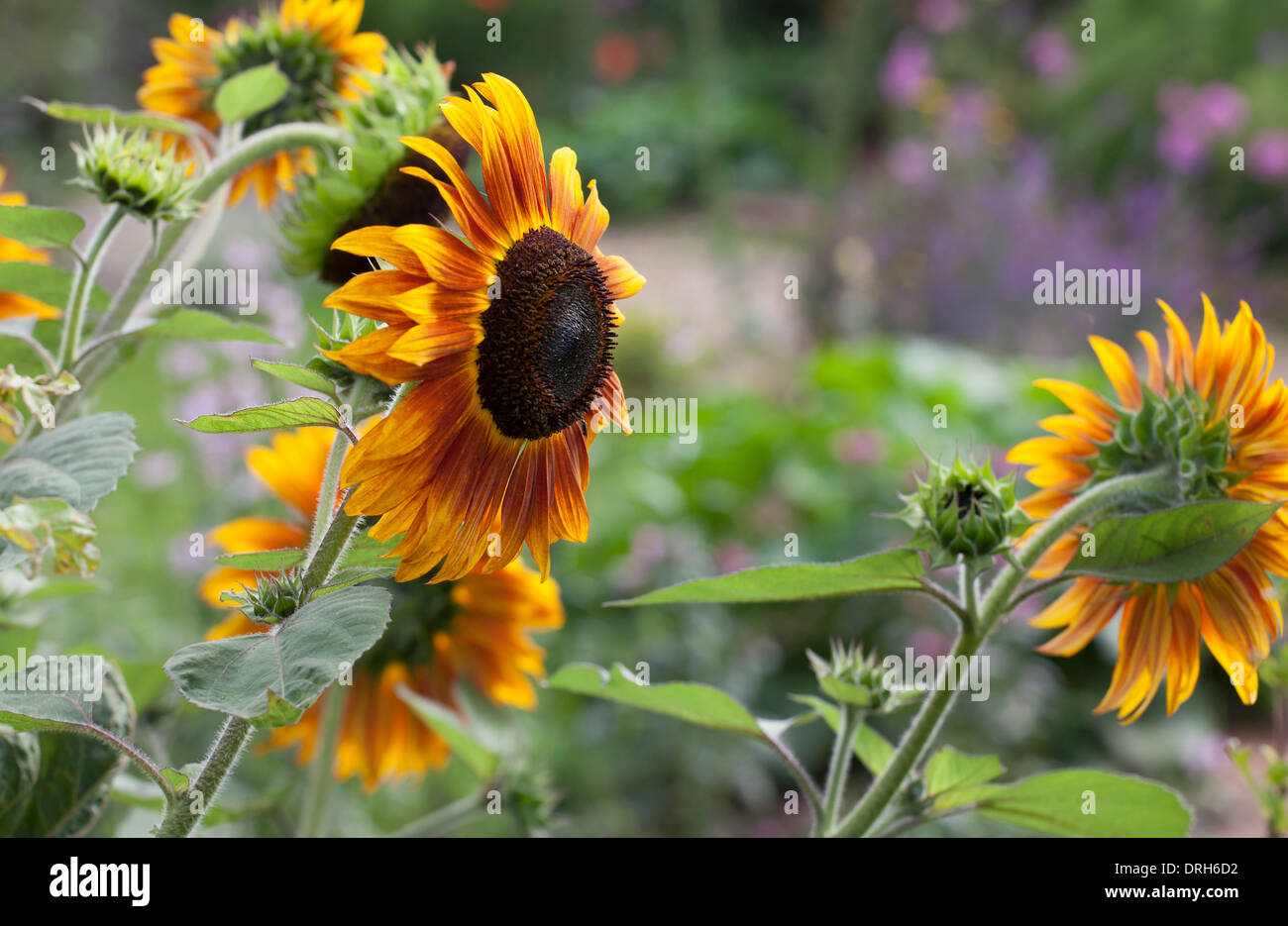 Sonnenblumen - Helianthus Annuus Orillia wächst in einem englischen Cottage Garten Stockfoto