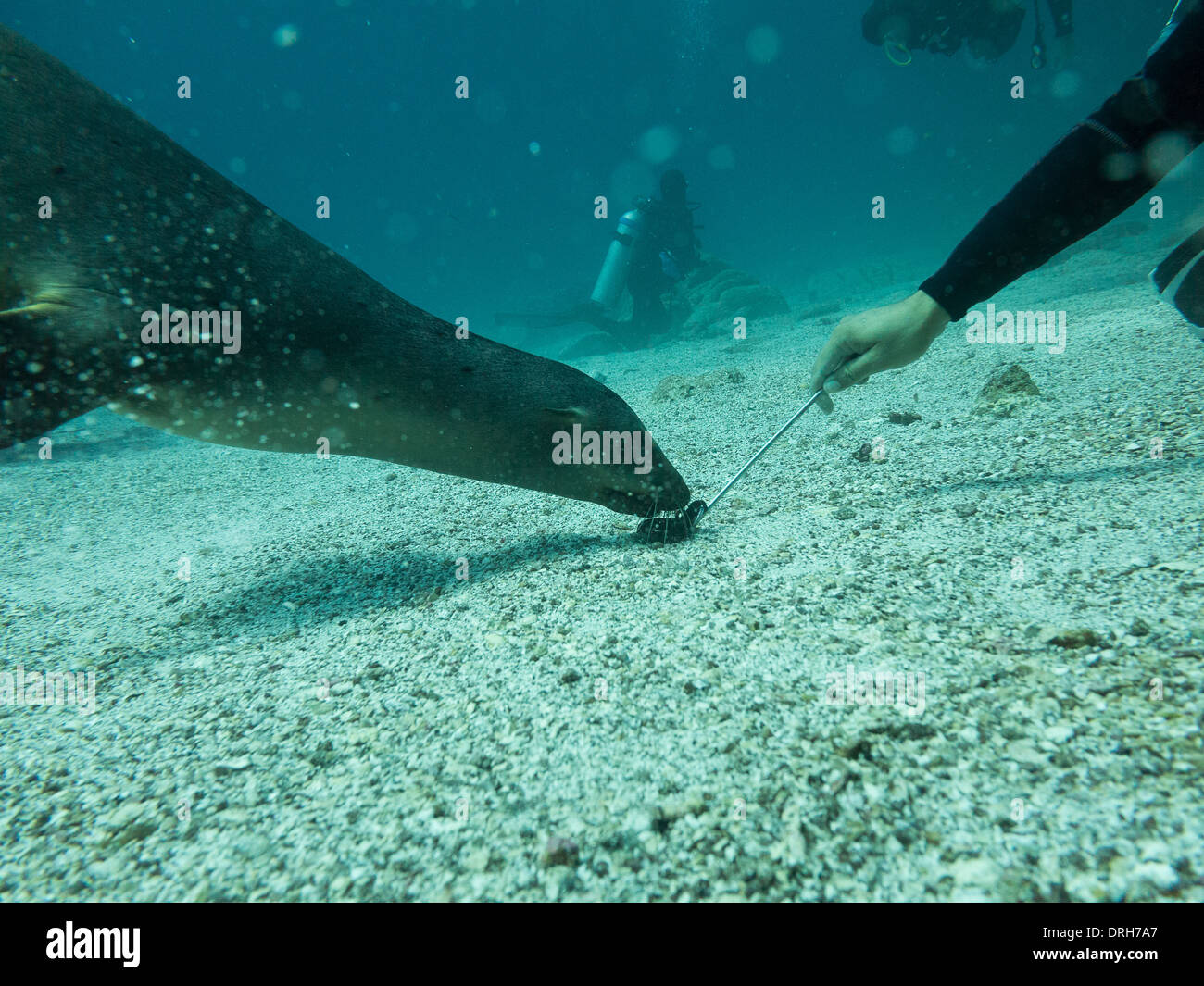 Tauchen im Meer von cortez Stockfoto