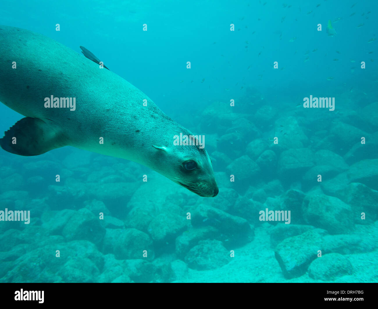 Tauchen im Meer von cortez Stockfoto