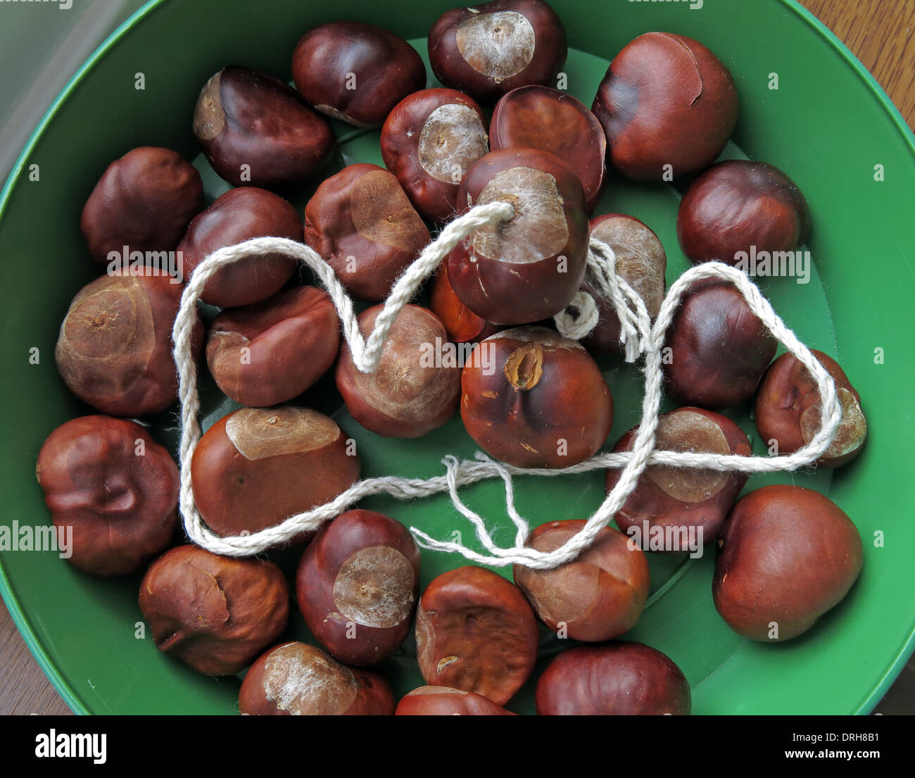 Ein grünes Tablett mit Conkers bereit für einen Kampf Stockfoto