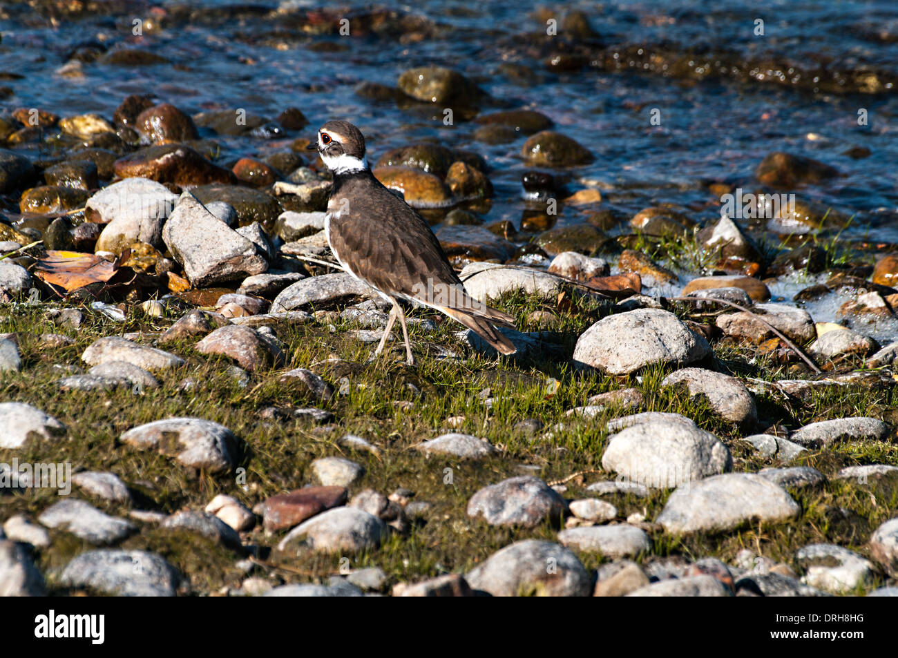 Killdeer auf der Uferlinie Stockfoto