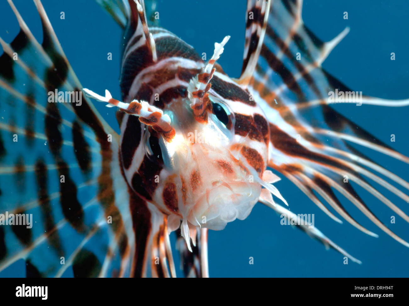 Eine hawaiianische endemische Turkeyfish (Pterois Sphex) Stockfoto