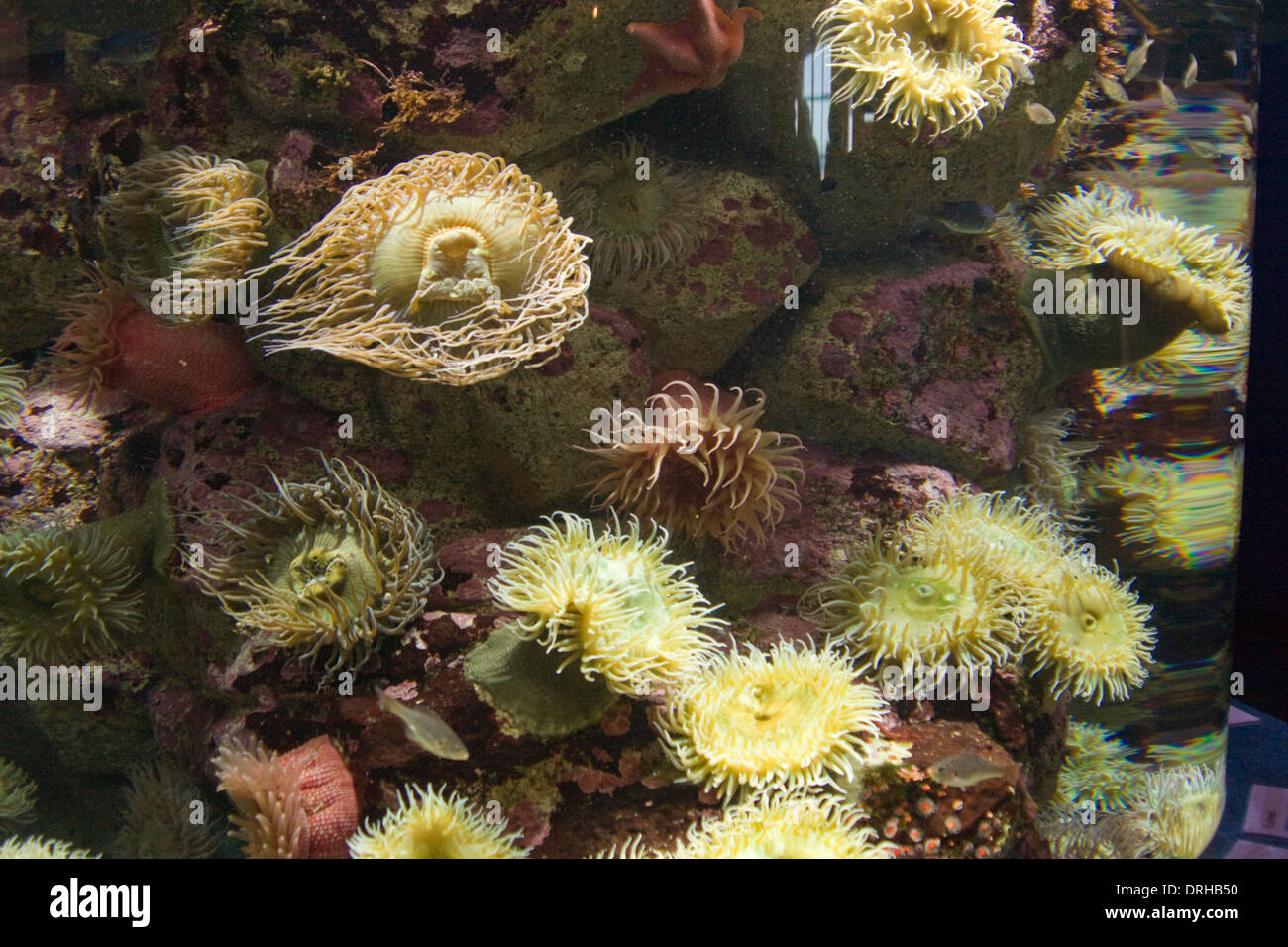 Viele Seeanemone auf dem Display in einem Tank an das Monterey Bay Aquarium in Kalifornien Stockfoto