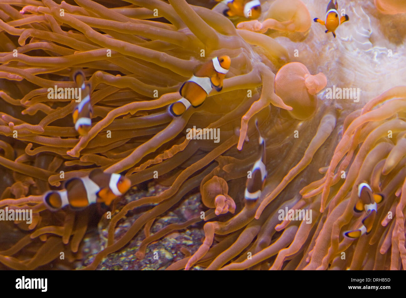 Clownfische auf dem Display an das Monterey Bay Aquarium Stockfoto