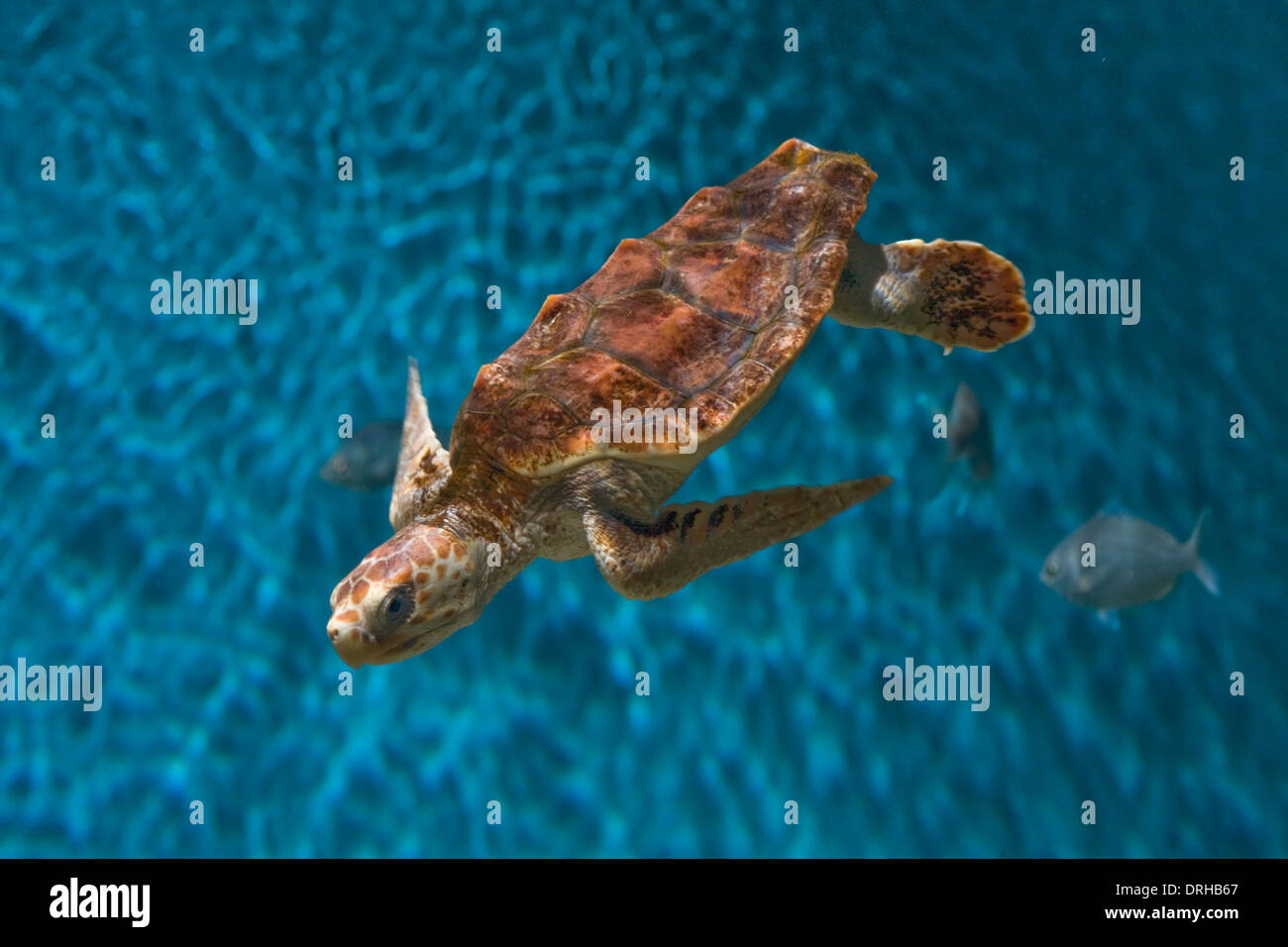 Meeresschildkröten Schwimmen im Monterey Bay Aquarium in Kalifornien Stockfoto