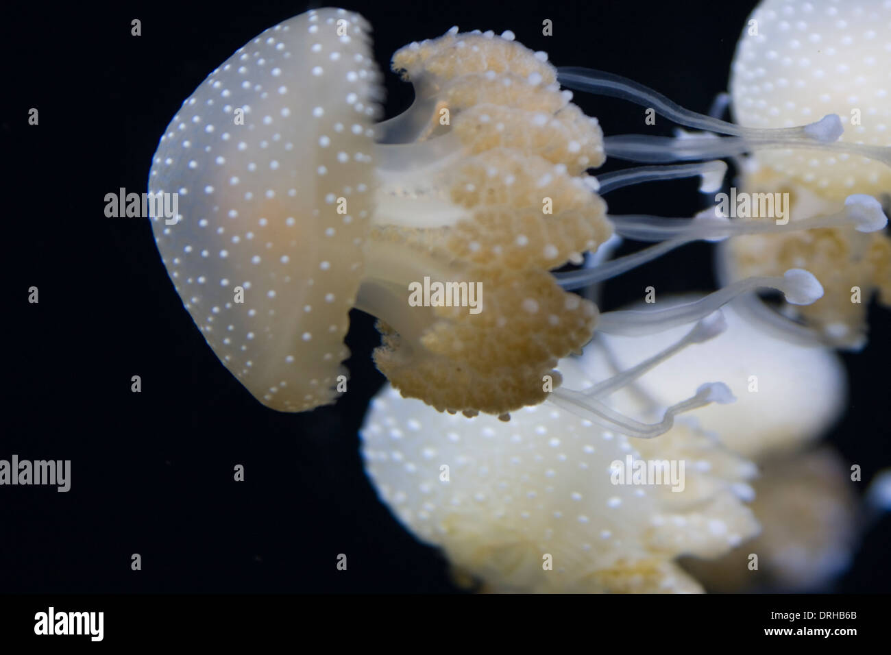 Gefleckte Quallen auf Anzeige im Monterey Bay Aquarium Stockfoto