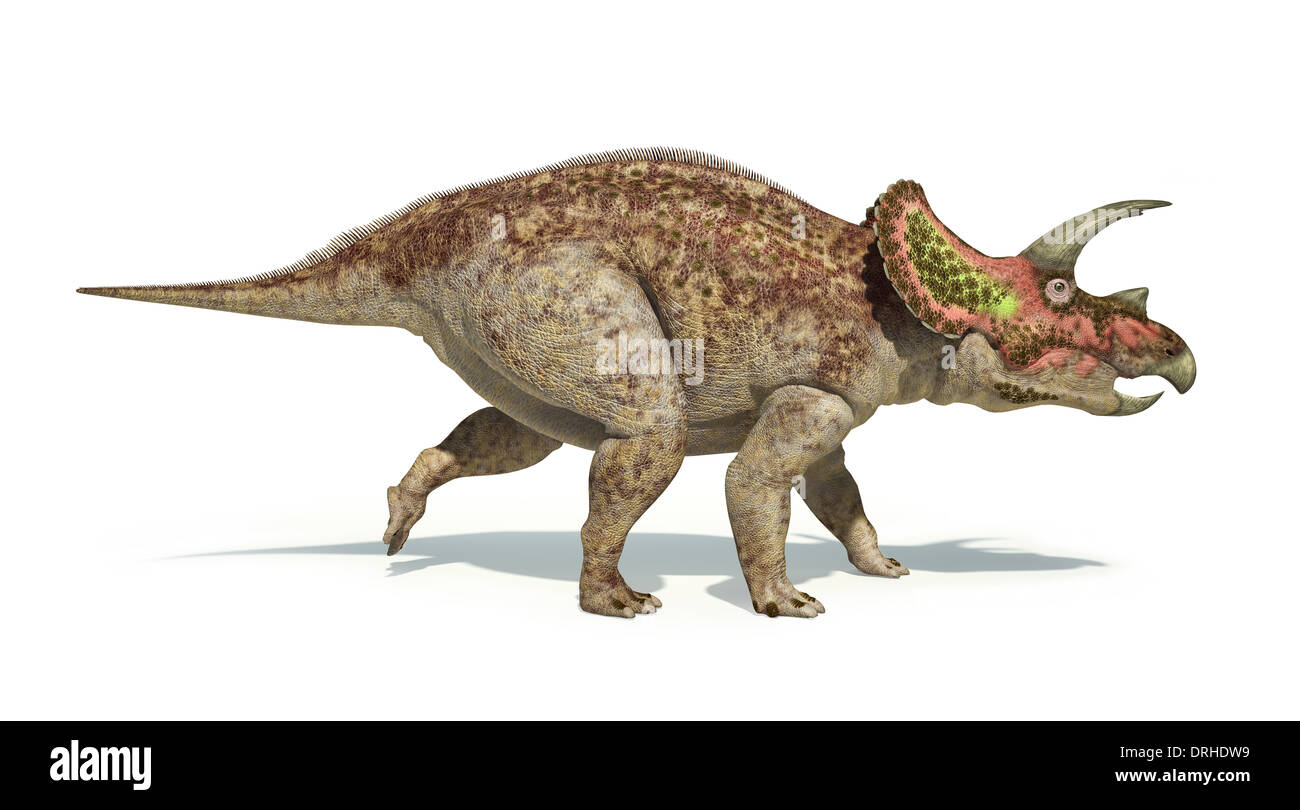 Triceratops Dinosaurier fotorealistische und wissenschaftlich korrekte Darstellung. Isoliert auf weißem Hintergrund, Seitenansicht. Stockfoto