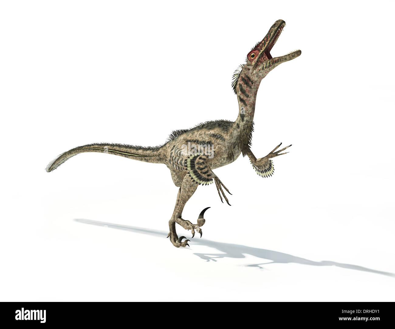 Velociraptor Dinosaurier, wissenschaftlich korrekt, mit Federn. Hinterlegter Schatten auf weißem Hintergrund. Clipping-Pfad enthalten. Stockfoto