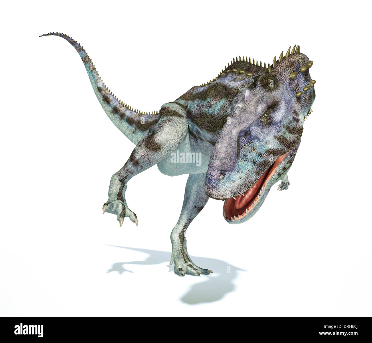 Rajasaurus Dinosaurier, Ganzkörper fotorealistische Darstellung, wissenschaftlich korrekt. Dynamische Ansicht auf weißem Hintergrund. Stockfoto
