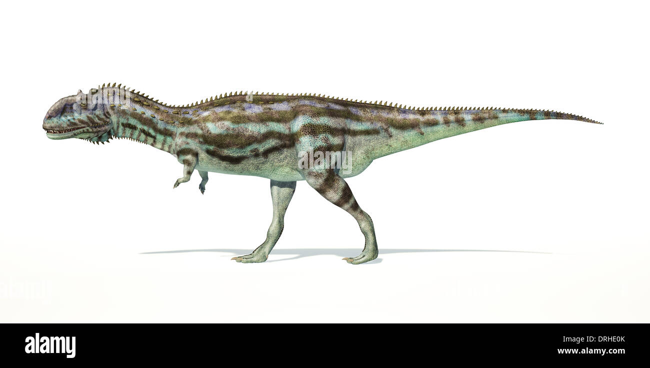 Rajasaurus Dinosaurier, Ganzkörper fotorealistische Darstellung, wissenschaftlich korrekt. Seitenansicht, auf weißem Hintergrund. Stockfoto
