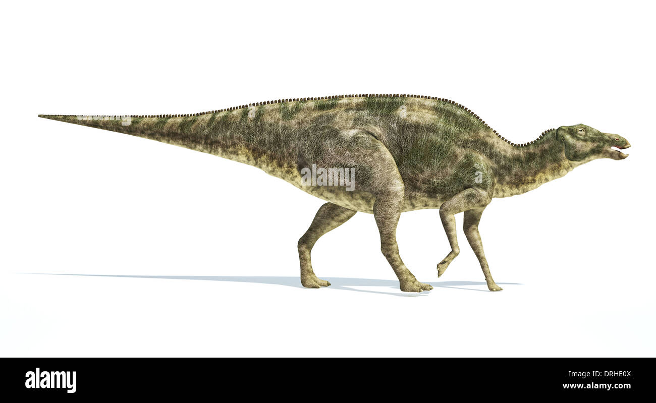 Maiasaura Dinosaurier, Ganzkörper fotorealistische Darstellung, wissenschaftlich korrekt. Seitenansicht, auf weißem Hintergrund. Stockfoto