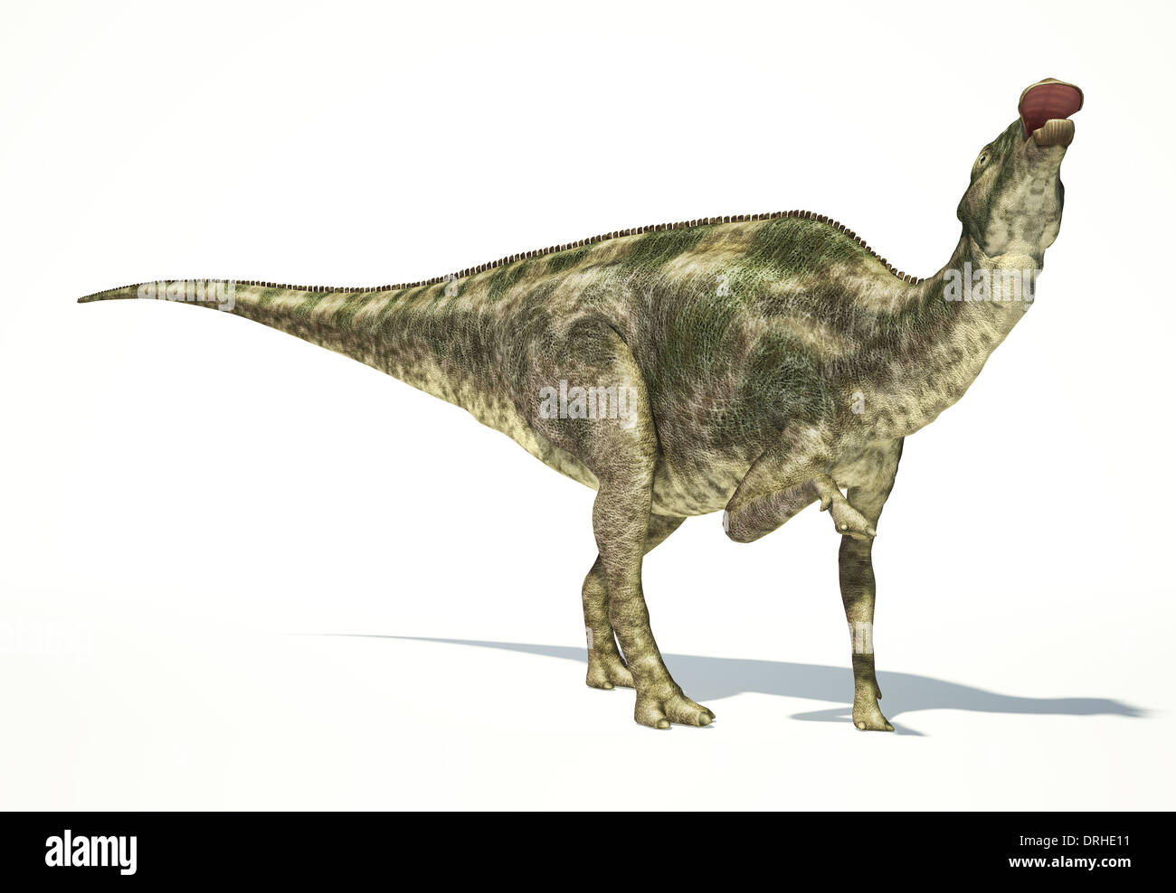 Maiasaura Dinosaurier, Ganzkörper fotorealistische Darstellung, wissenschaftlich korrekt. Dynamische Ansicht auf weißem Hintergrund. Stockfoto