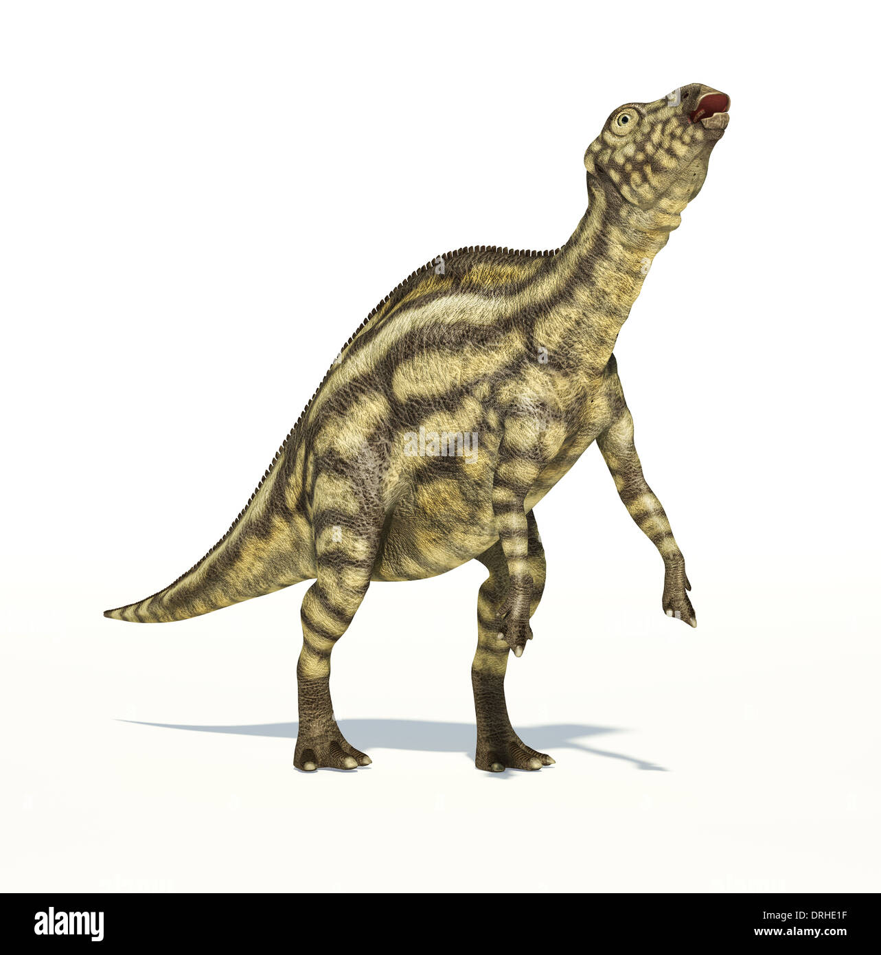 Maiasaura Dinosaurier, Kleinkind, Ganzkörper fotorealistische Darstellung, wissenschaftlich korrekt. Dynamische Ansicht auf weiß. Stockfoto