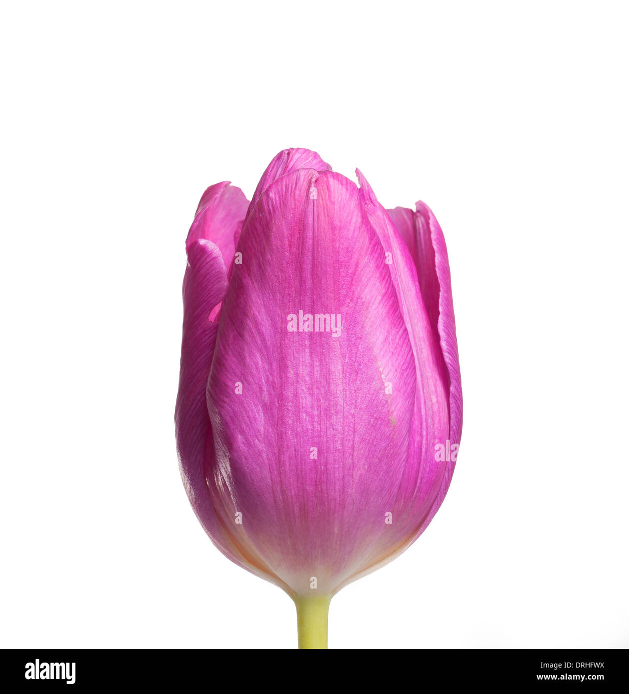 Rosa Tulpe Makro Nahaufnahme Schuss Stockfoto