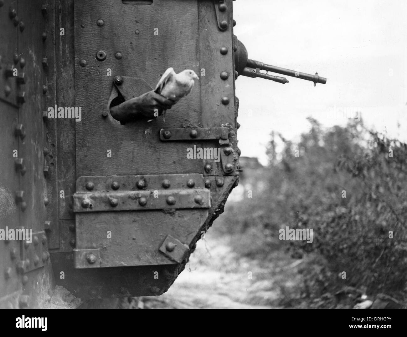 Freigabe der Brieftaube aus Tank, Frankreich, WW1 Stockfoto