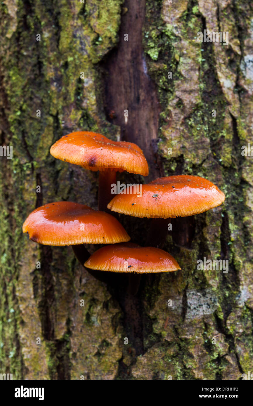 auf einem Baum der Pilz wächst Stockfoto