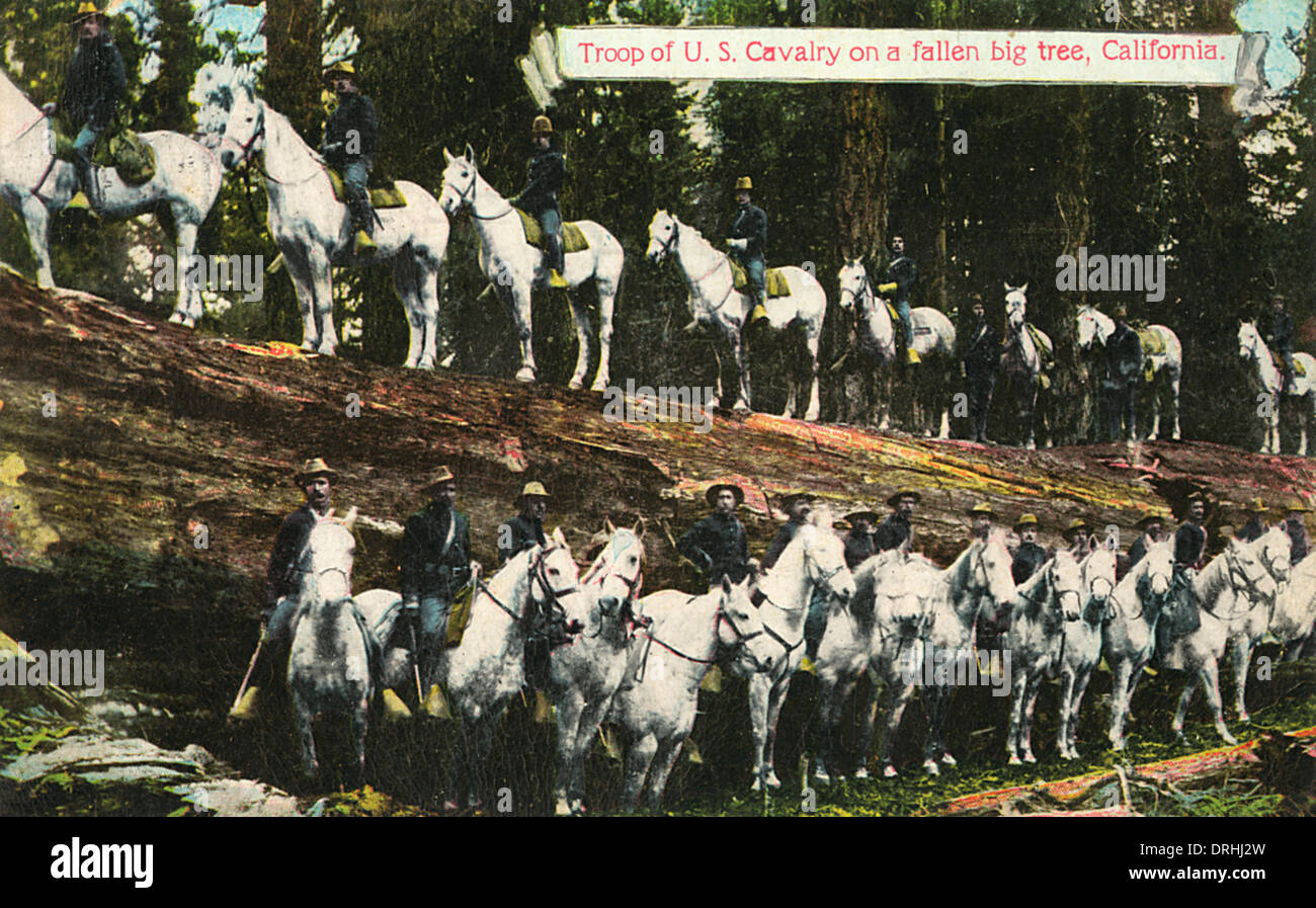 Truppe von der US-Kavallerie auf einen gefallenen großen Baum in Kalifornien Stockfoto