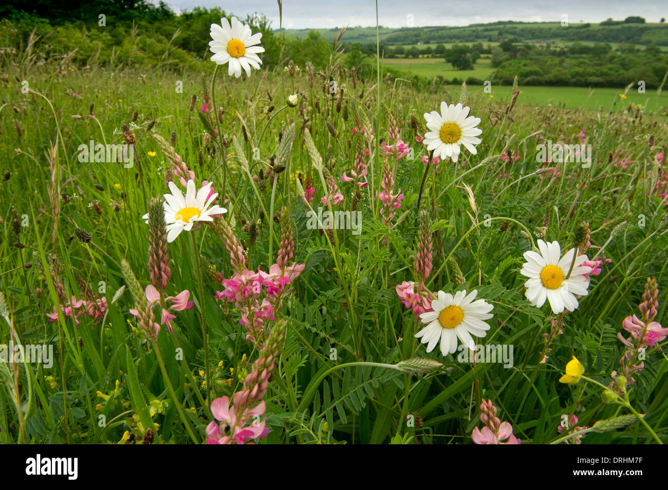 Eine kommerzielle Wildblumenwiese in Wiltshire Stockfoto