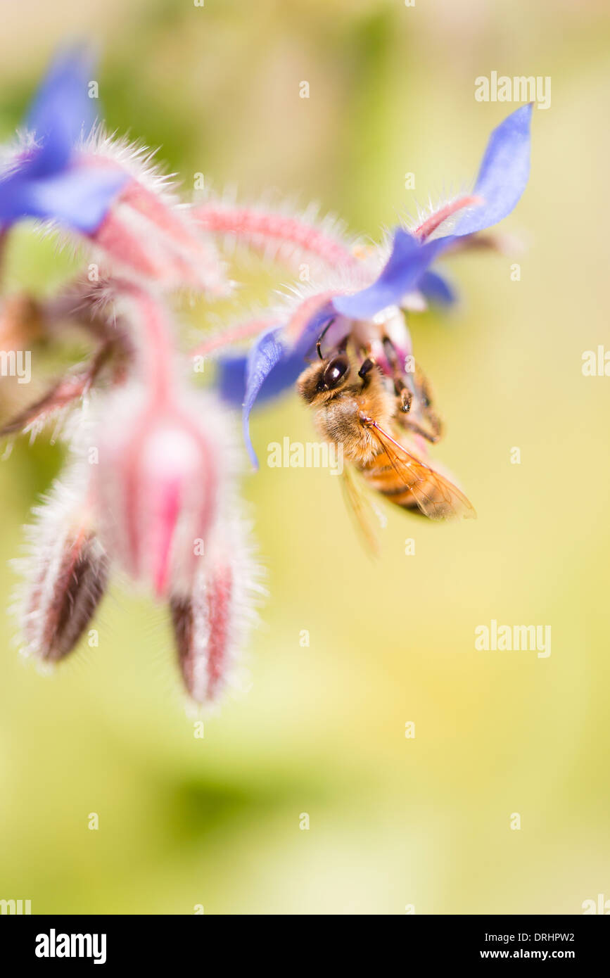 Makroaufnahme der Biene bestäubende Borretsch (Borrango Officinalis) Blume Stockfoto