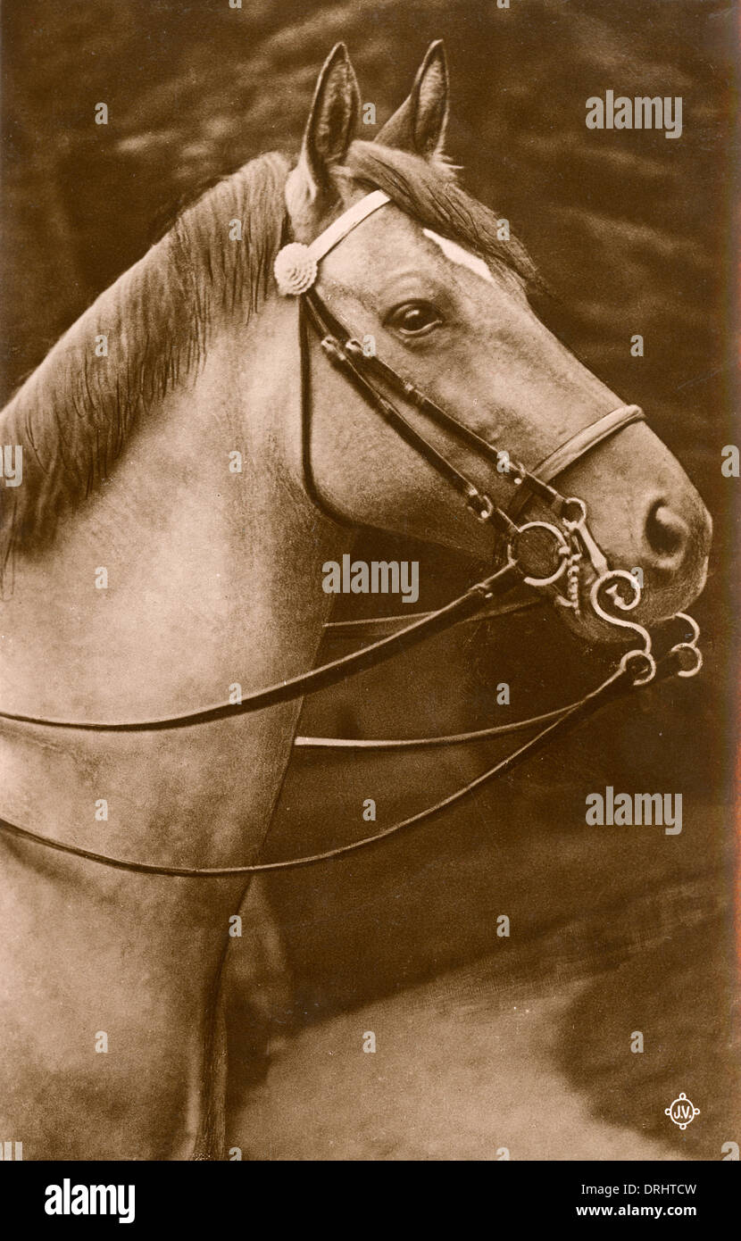 Pferd trägt eine Kandare Pelham Stockfoto