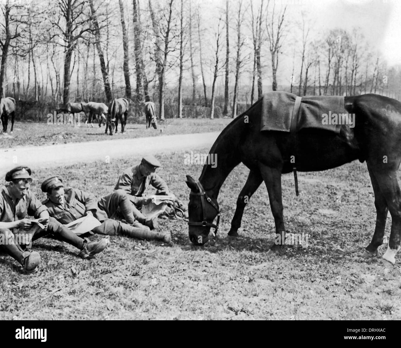 Britische Kavalleristen mit grasenden Pferd, Westfront, WW1 Stockfoto Britische Kavalleristen mit grasenden Pferd, Westfront, WW1 Stockfoto