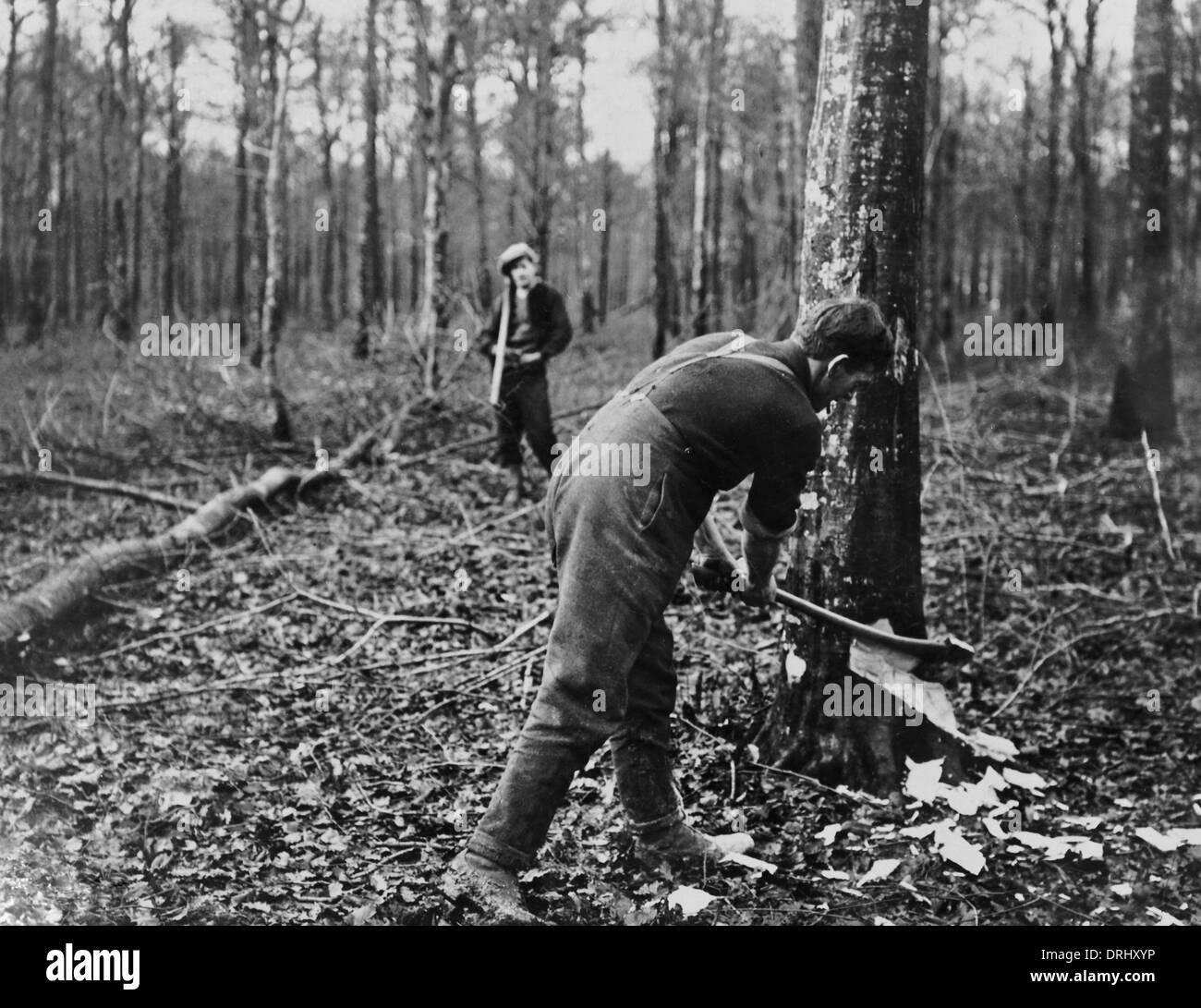 Britischer Soldat Fällen Baumes, Westfront, WW1 Stockfoto