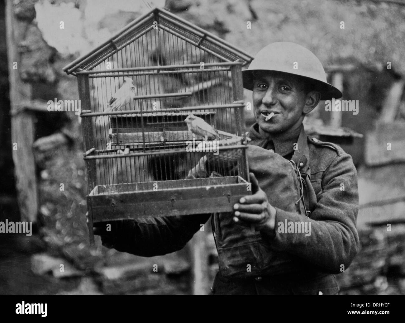 Britischer Soldat mit geretteten Kanaren, Westfront, WW1 Stockfoto