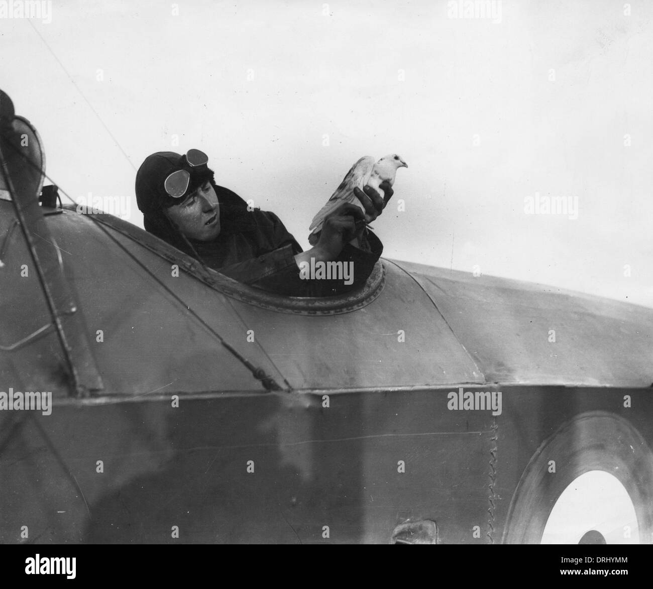 Britischer Pilot mit Messenger Taube, WW1 Stockfoto