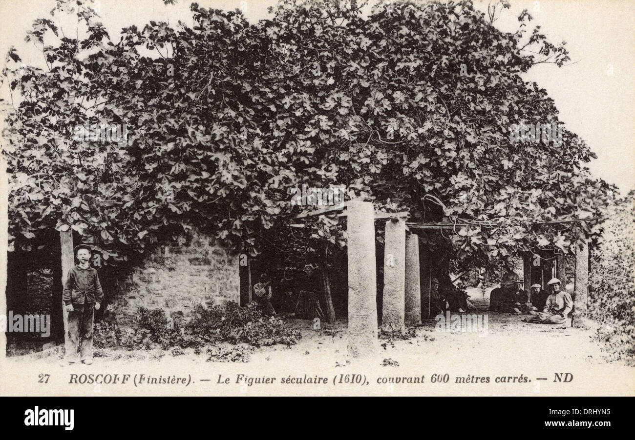 Roscoff, Finistere, Bretagne, Frankreich - alten Feigenbaum Stockfoto