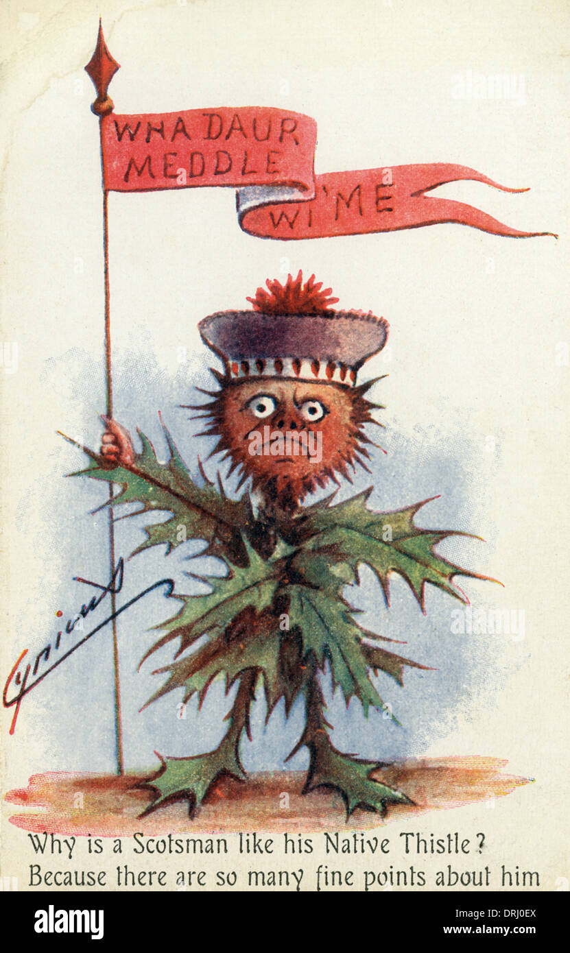 Eine stachelige Schotte als eine "Native (schottische) Distel" Stockfoto