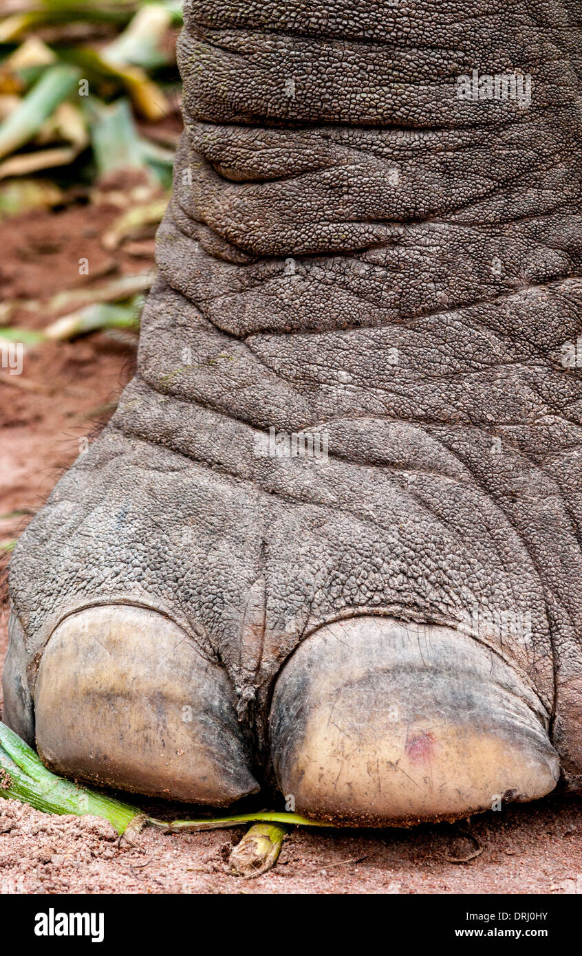 Close-up Elefantenfuß Stockfoto
