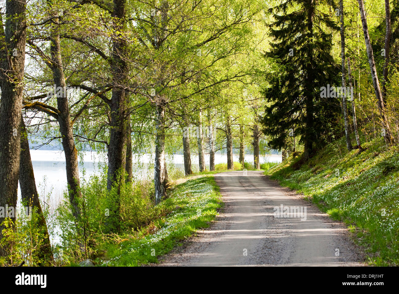 Kiesweg im Frühjahr. Borsten, Schweden Stockfoto