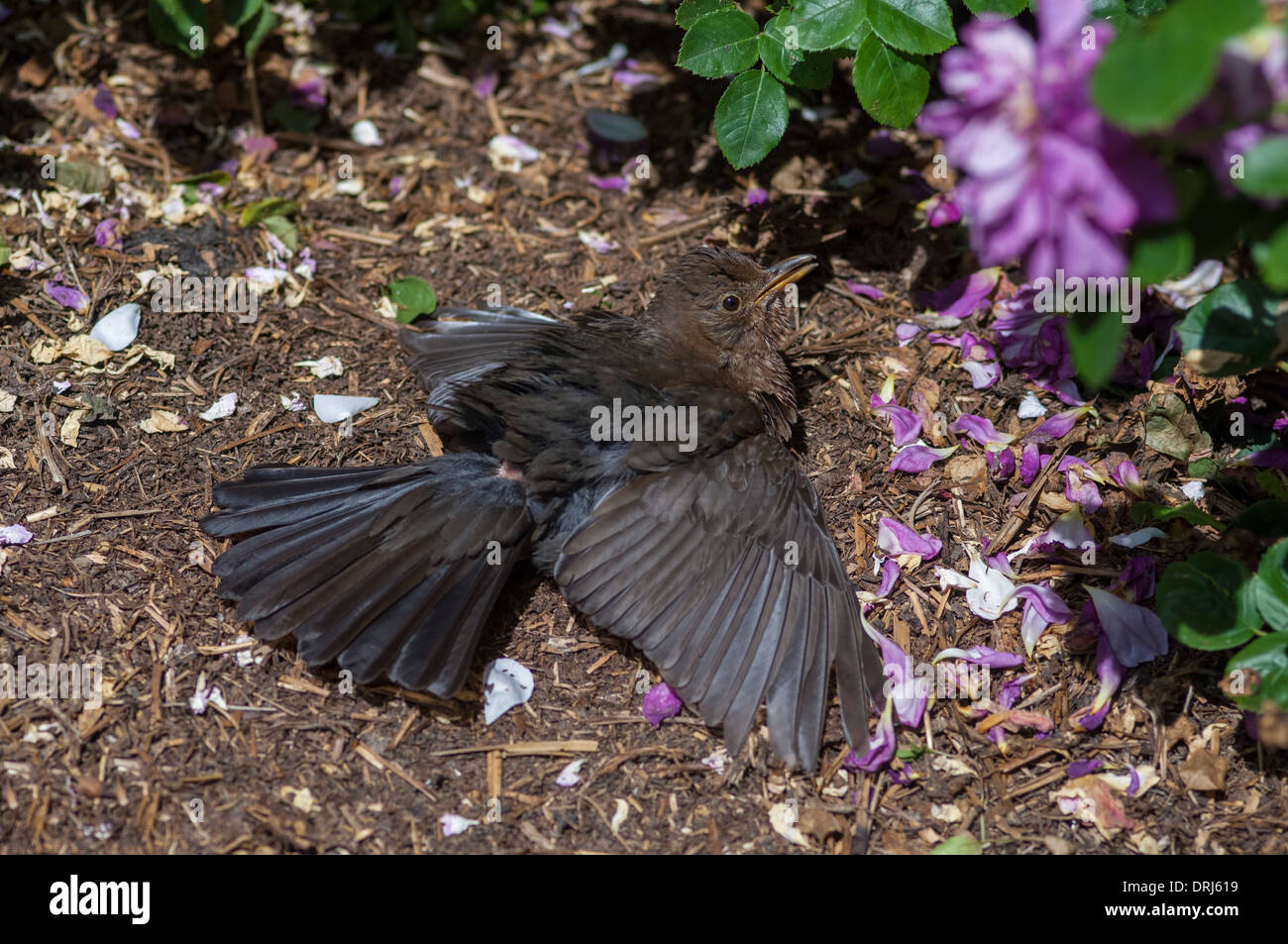 Amsel, Turdus Merula im Garten zum Sonnenbaden Stockfoto