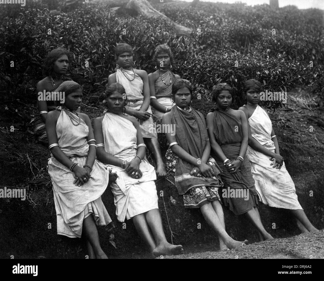 Teepflückerinnen, Ceylon (Sri Lanka) Stockfoto