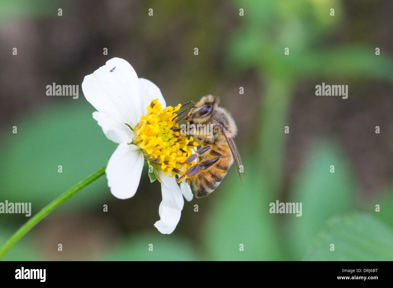 Nahaufnahme von Honigbienen bestäuben weiße Blume Stockfoto