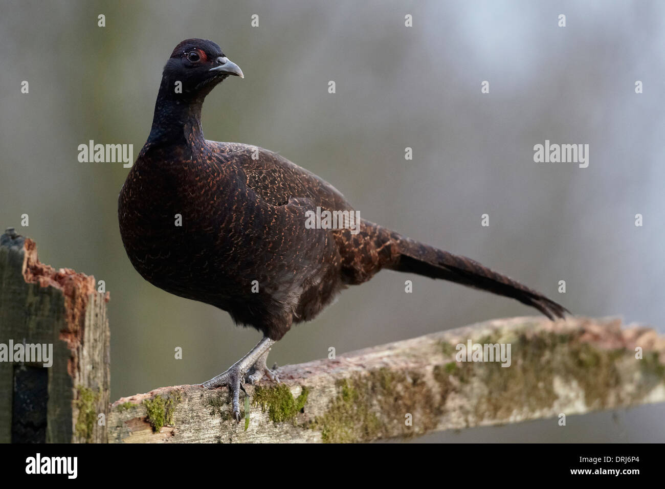 Schwarze Henne Fasan, Phasianus Colchicus, East Yorkshire, UK Stockfoto