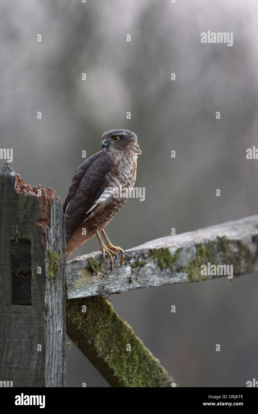 Sperber, Accipiter Nisus, thront auf einem fünf bar Gate, East Yorkshire, Großbritannien Stockfoto