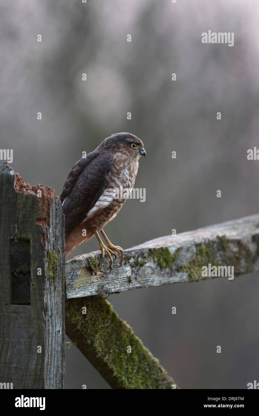 Sperber, Accipiter Nisus, thront auf einem fünf bar Gate, East Yorkshire, Großbritannien Stockfoto