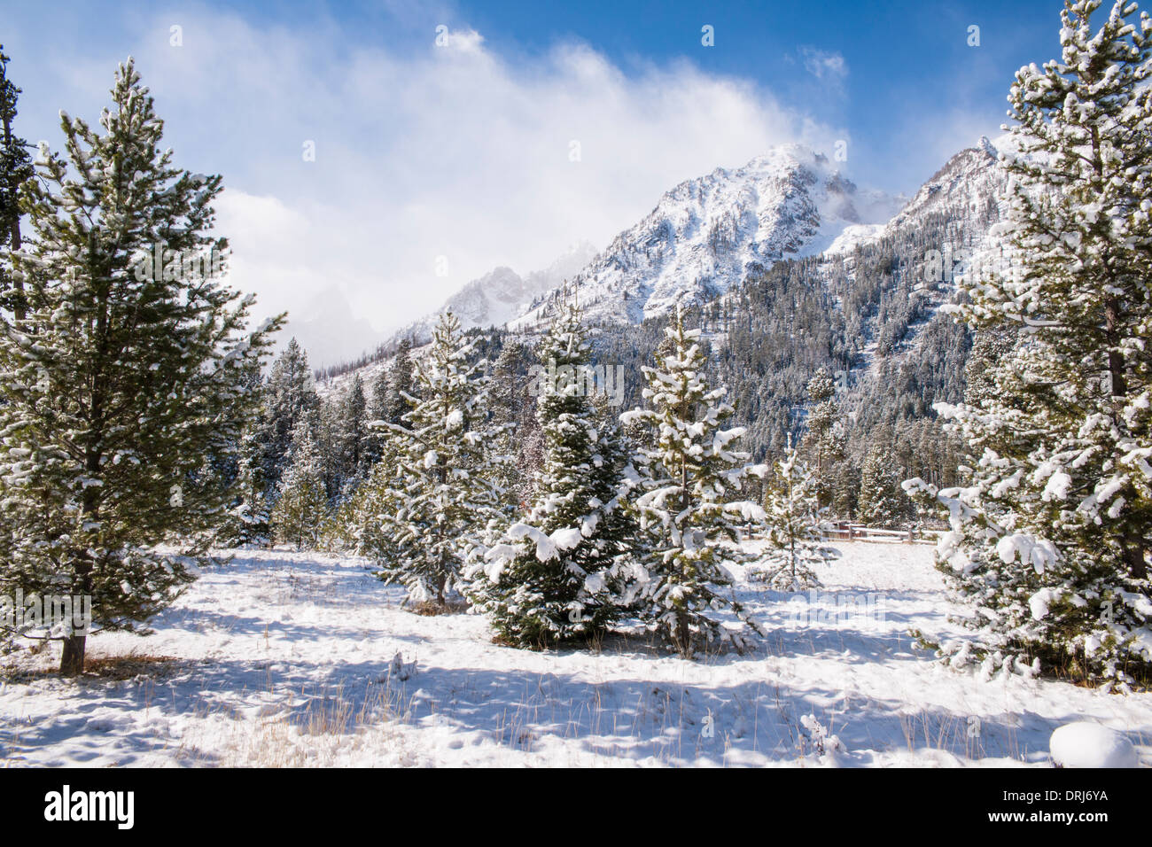 schneebedeckte Tannen mit Grand Teton Berge im Hintergrund Stockfoto