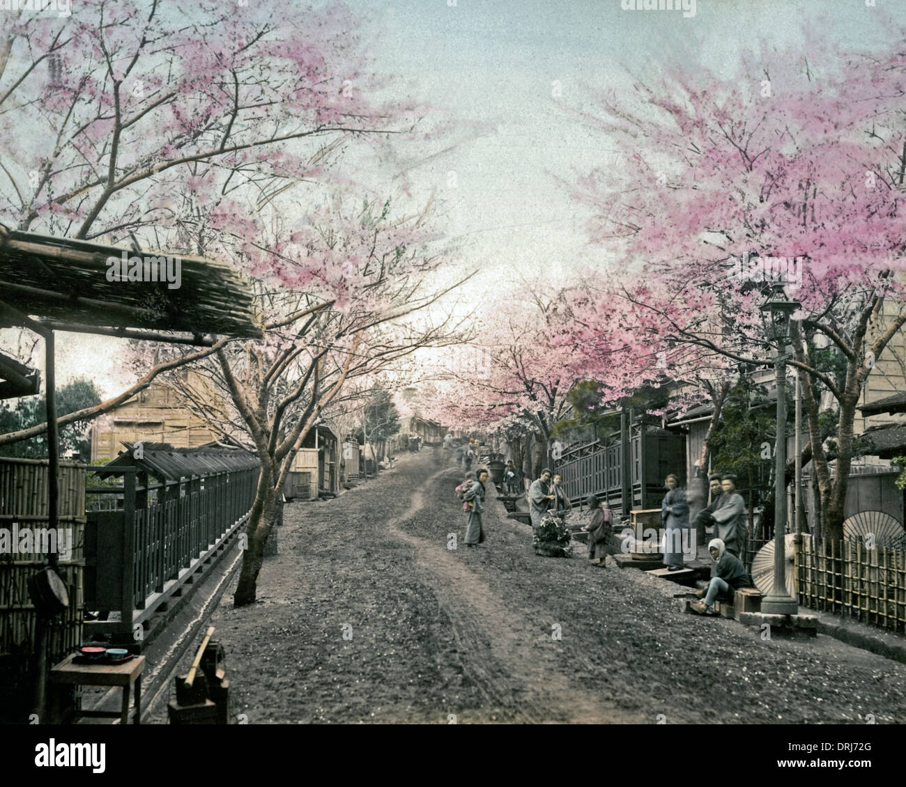 Kirschblüte, Yokohama, Japan Stockfoto