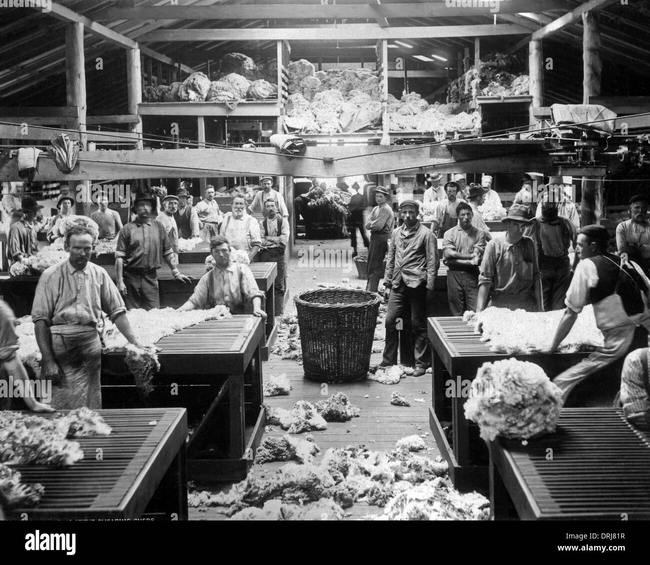 Wolle Sortierung und Klassierung, Burrawang, Australien Stockfoto