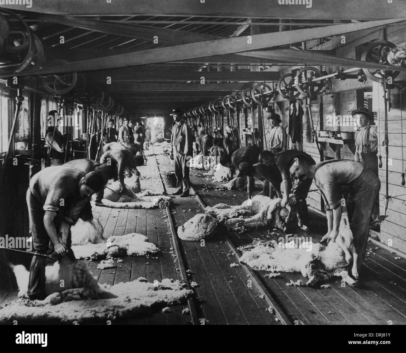 Schafe scheren, Burrawang, Australien Stockfoto