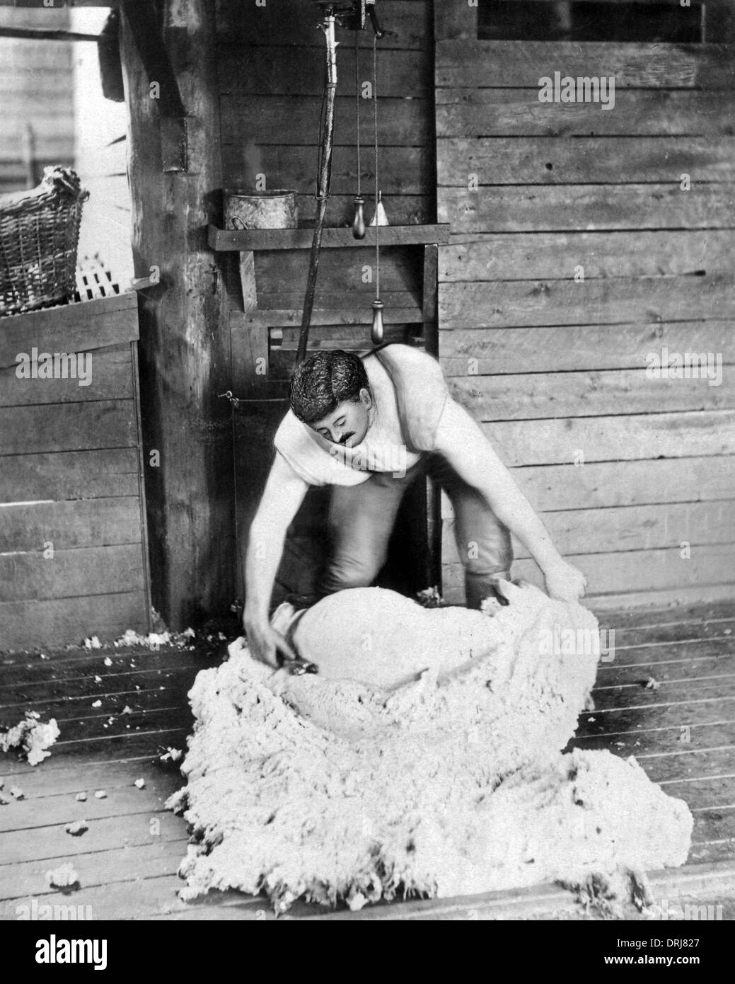 Schaf-Schermaschine am Arbeitsplatz, Burrawang Station, Australien Stockfoto