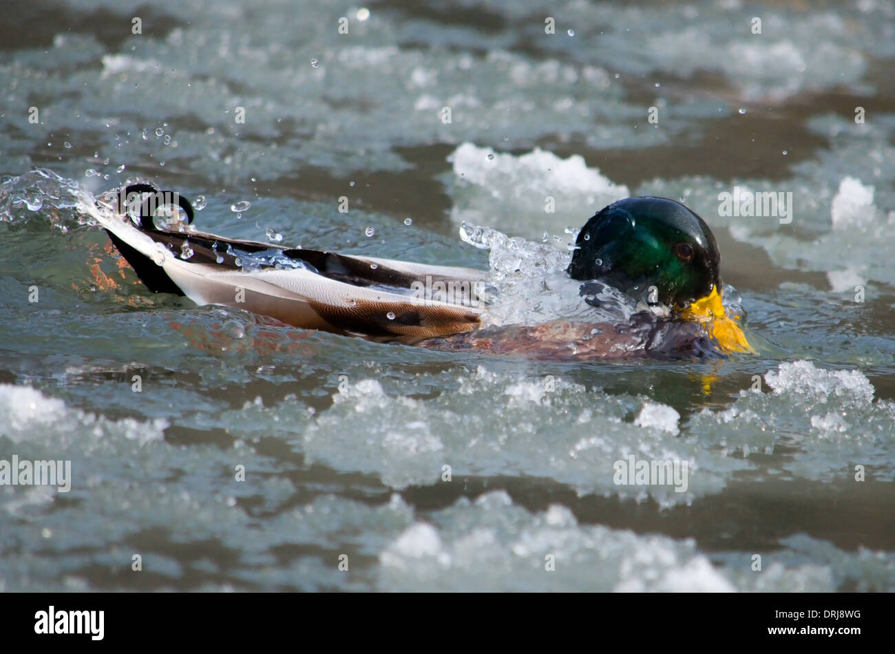 Wildente ist gefrorenes Wasser plantschen. Stockfoto