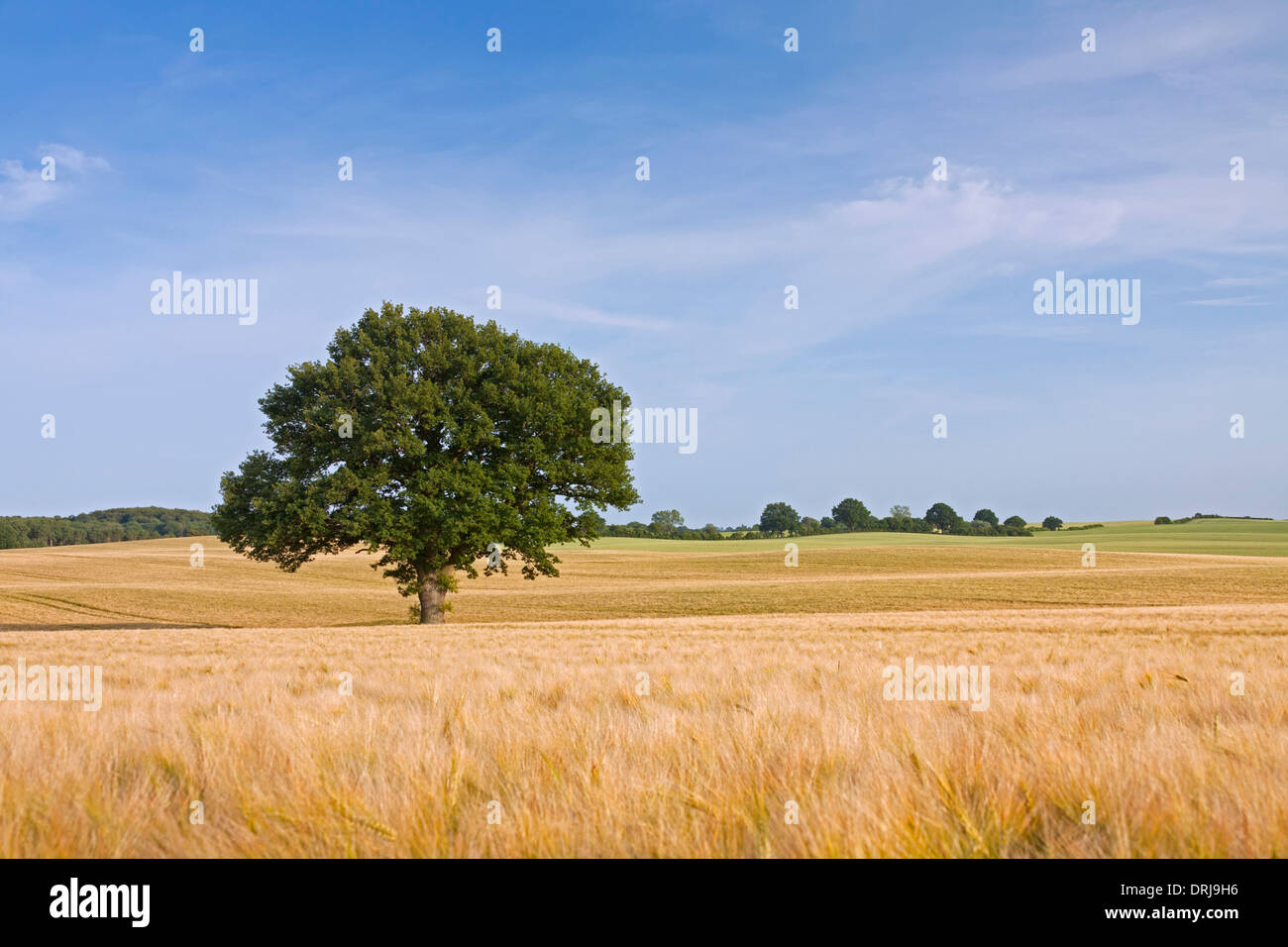 Eiche / Pendelbewegung Eiche (Quercus Robur), einsame Baum im Kornfeld im Sommer Stockfoto